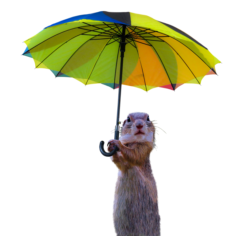 squirrel with an umbrella