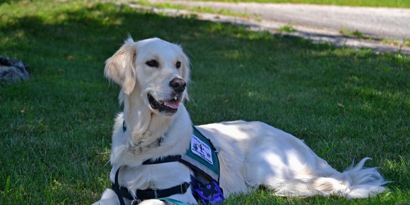 service dog
